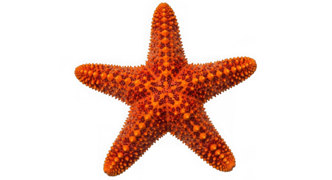 A bright orange starfish, isolated on transparent background