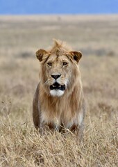Portrait majestueux d'un jeune lion dans la savane africaine