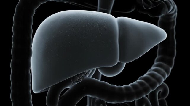 Dynamic 3D animation of the human liver and digestive system ideal for medical education and pharmaceutical advertising campaigns