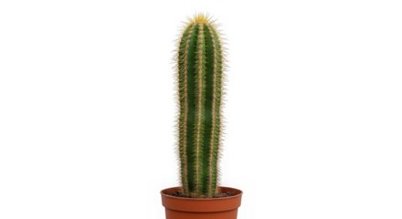 A tall, slender green cactus with sharp spines, planted in a terracotta pot, isolated on a clean transparent background, perfect for desert or plant themes