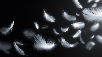 Fototapeta premium White feathers drift gently against a dark background.