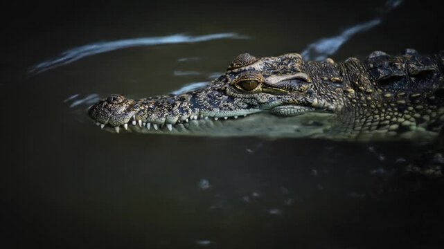 A close-up view of a crocodile swimming in dark, murky water.