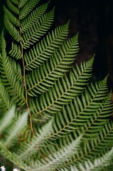 Close-up of tropical fern leaf in natural forest environment