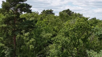 Drone flying backwards above lush green forest canopy