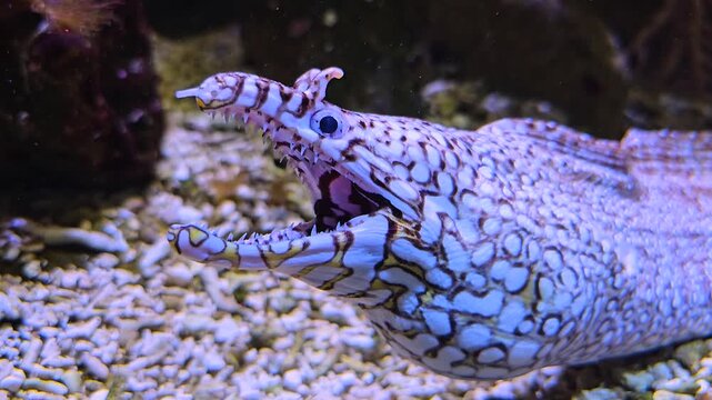 Close up of a eel head floating underwater beside a coral reef neer the sea ground