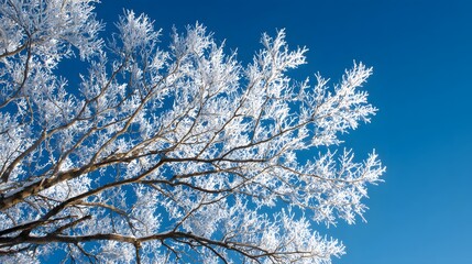 Frost-covered tree branches reach towards a bright blue sky.