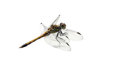 Close-up view of a detailed vintage pocket watch with ornate gold casing and intricate gears isolated on transparent background