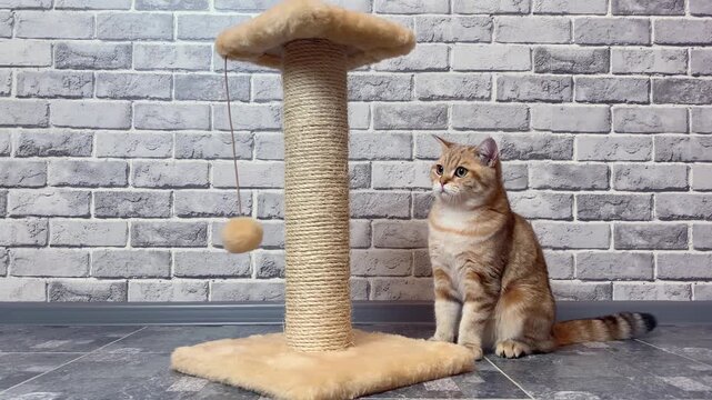 ginger striped cat playing with fur ball on gray wall background in kitchen. Golden chinchilla British cat, adorable pet. 