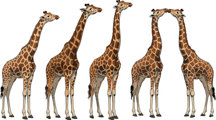 Giraffe illustration set, tall African wildlife animal art, savanna giraffes drawing, elegant safari creature, nature design, wild animal artwork.