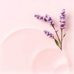 flower, 네이처, 백, 매크로, 흰색 배경,