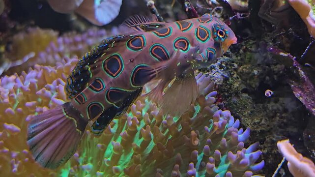 Close up of a Mandarin fish moving around a coral reef underwater