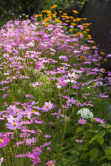 purple flowers in the garden