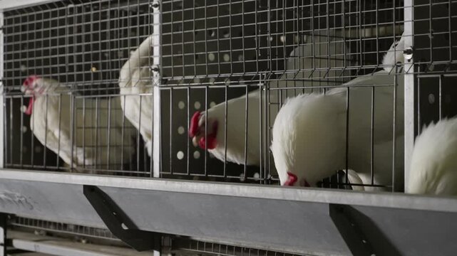 Multiple White hen birds eat the fodder at the poultry manufacturing facility. Hen bird eating grains in the cages at the poultry plant. Hen bird eating animal feed at the farm. Raising livestock.
