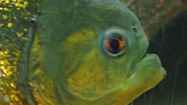 Close up piranha fish swimmng right at the camera underwater in a river