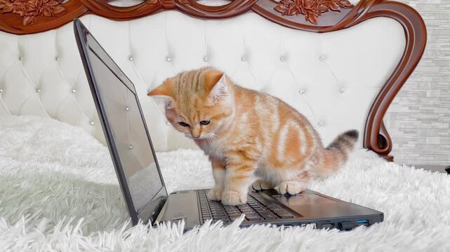 little red ginger striped kitten sitting near laptop at bedside table and jumping. Adorable cat