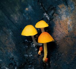 mushrooms in the forest