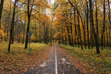 Beautiful fall landscape with a winding path through colorful woodland. Scenic autumn forest road surrounded by tall trees with yellow and orange leaves, creating a peaceful. Bike path