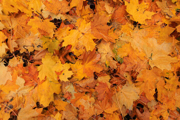 Beautiful bright autumn maple leaves in the forest, top view. Rainy day with yellow-orange foliage. Fall leaf texture