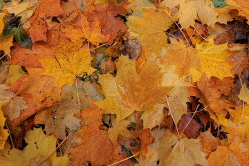 Beautiful bright autumn maple leaves in the forest, top view. Rainy day with yellow-orange foliage. Fall leaf texture