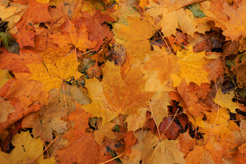 Beautiful bright autumn maple leaves in the forest, top view. Rainy day with yellow-orange foliage. Fall leaf texture