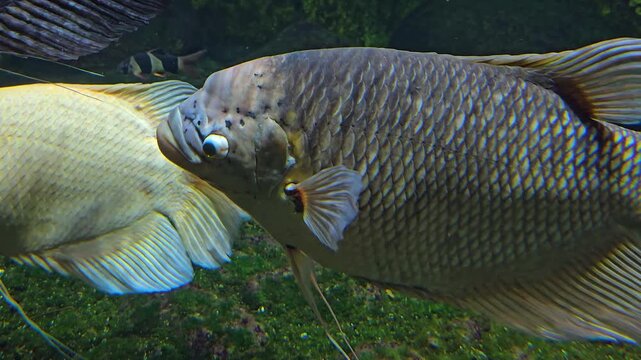 Close up view of an Elephant Ear Gourami fish swimming slowly around underwater.