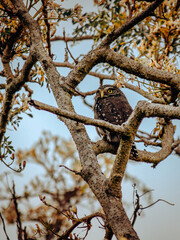 Owl in Focus: The Mesmerizing Gaze of the Cerrado. The Caburé Owl is perfectly centered and framed by a triangle of rough, textured branches of a tree with sparse foliage and dry, autumnal tones.