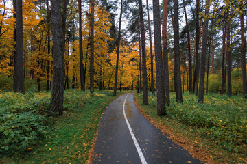 Obraz premium Beautiful autumn forest path surrounded by tall trees with golden leaves, creating a peaceful and scenic atmosphere in nature.