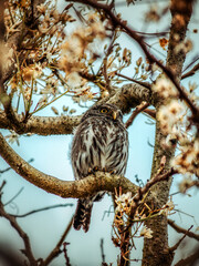 Owl in Focus: The Mesmerizing Gaze of the Cerrado. The Caburé Owl is perfectly centered and framed by a triangle of rough, textured branches of a tree with sparse foliage and dry, autumnal tones.