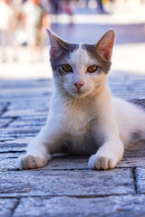 A Striking Grey and White Cat Relaxing on Cobblestones, Showcasing Its Unique Features and Captivating Gaze in a Charming Outdoor Setting