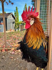 rooster in the hencoop © Sabrina