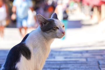 A Curious Cat Observing the Bustling Streets: A Close Look at Feline Grace and Urban Life in a Vibrant Environment