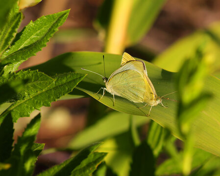 A pair of Large White butterflies - Pieris brassicae mating on a plant leaf. Oeiras, Lisbon, Portugal