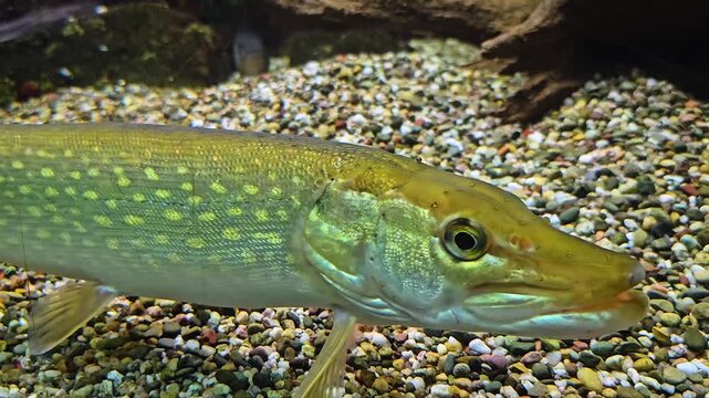 Close up of a pike fish head floating near the ground underwater.