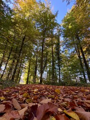 autumn in the forest