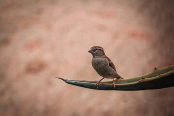 A sparrow with a piece of grass in its beak to build its nest.