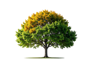 Ein Laubbaum, transparenter Hintergrund, PNG