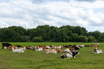 Dutch cows lying down in a meadow