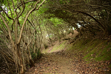 木々のトンネルに覆われた森の道