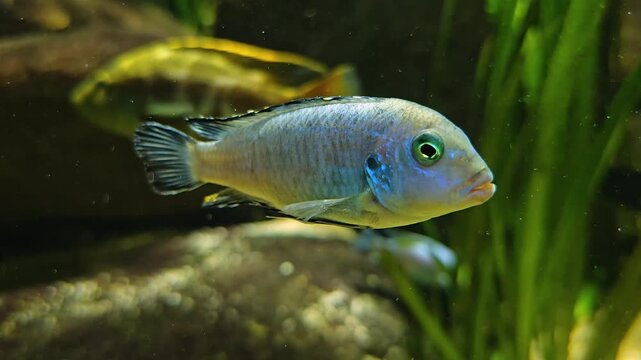 Close up of zebra cichlid fish floating near the sea bed with other fish in the background 
