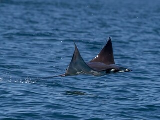 Naklejka premium Flying mobula jumping mobula ray