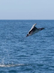 Fototapeta premium Flying mobula jumping mobula ray