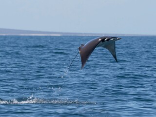 Flying mobula jumping mobula ray