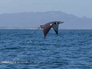 Naklejka premium Flying mobula jumping mobula ray
