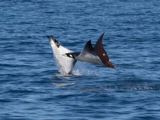 Naklejka premium Flying mobula jumping mobula ray