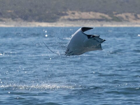 Flying mobula jumping mobula ray