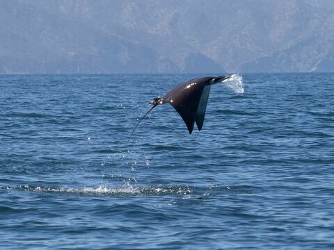 Flying mobula jumping mobula ray