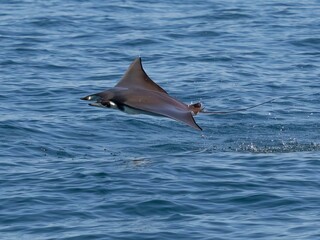 Flying mobula jumping mobula ray