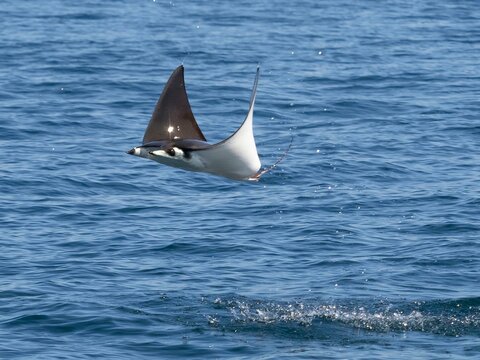 Flying mobula jumping mobula ray
