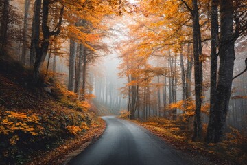 Obraz premium A breathtaking autumn landscape features a winding asphalt road meandering through a misty, vibrant forest. Tall, majestic deciduous trees with brilliant orange and golden foliage create a natural arc