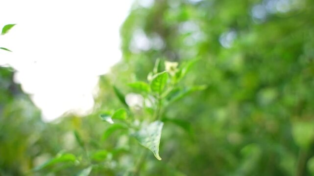 Green chilies on the tree in the garden